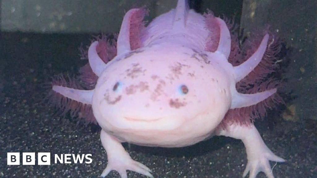 I own 20 axolotls - people need to know they're hard to care for