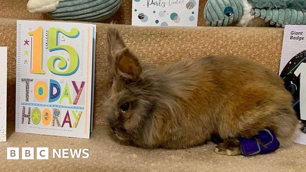 Guinness Book of Records recognises Dorking pet as oldest living rabbit