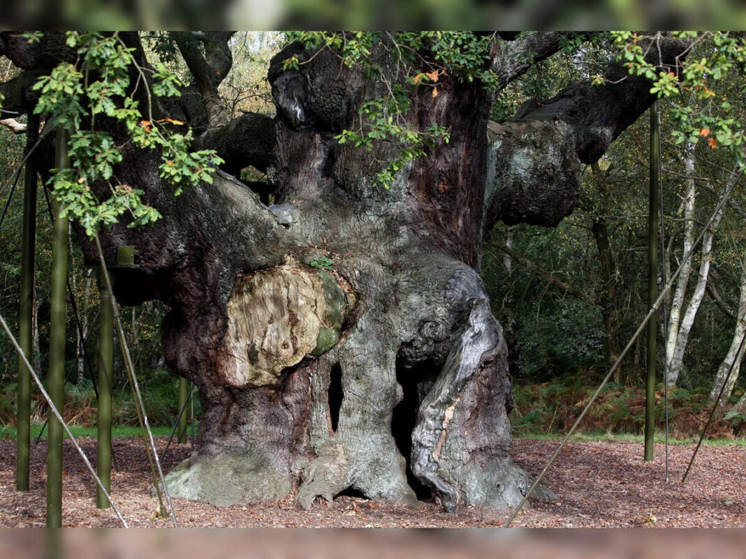 When trees become citizens: A lesson in redefining progress – The Economic Times When trees become citizens: A lesson in redefining progress - The Economic Times