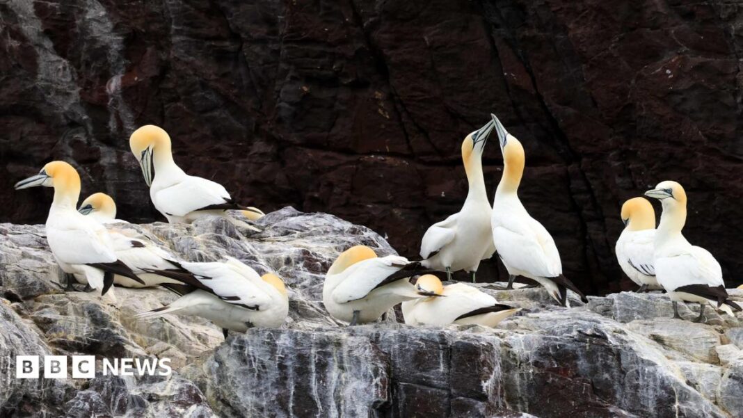 UK gannet colonies may take 15 years to recover from bird flu