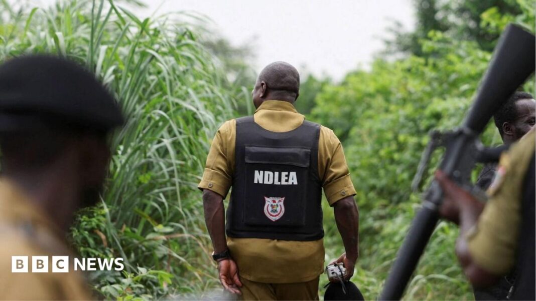 Nigeria drug trade: How Mexican cartels have outsourced meth labs Nigeria drug trade: How Mexican cartels have outsourced meth labs