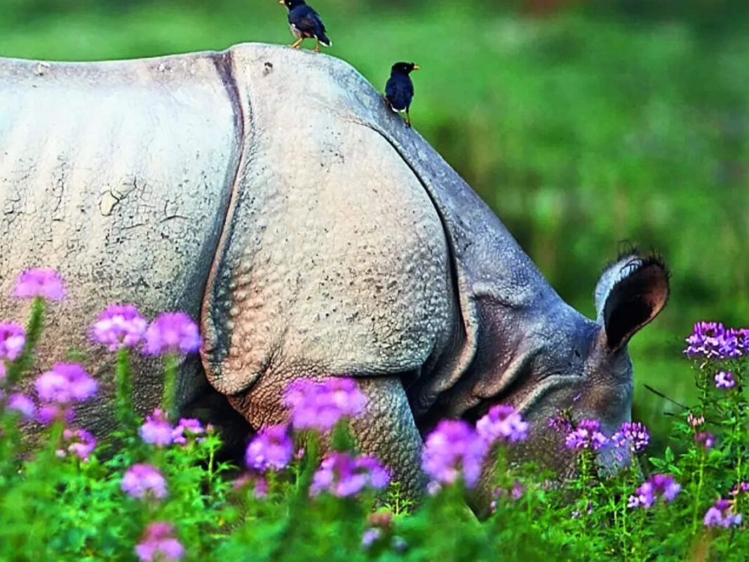 Don't tamper with Kaziranga National Park and Tiger Reserve's buffer - The Economic Times