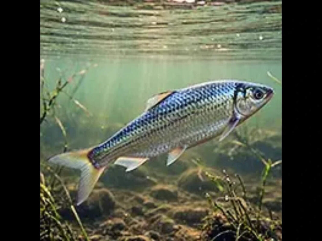 Machhli ado about the return of Hilsa – The Economic Times Machhli ado about the return of Hilsa - The Economic Times