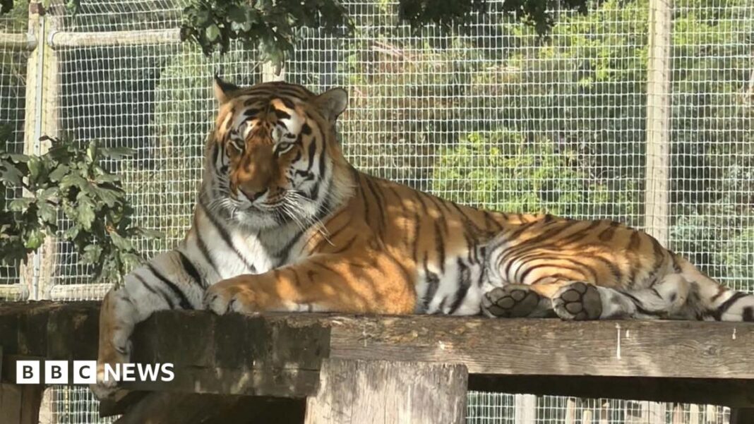 Yorkshire Wildlife Park remains closed after fatal tiger attack Yorkshire Wildlife Park remains closed after fatal tiger attack