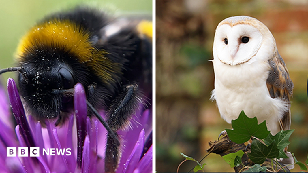 Bank of England reveals the four animals to feature on banknotes